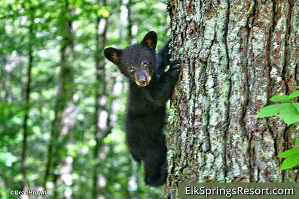 Gatlinburg Hiking Bear Safety
