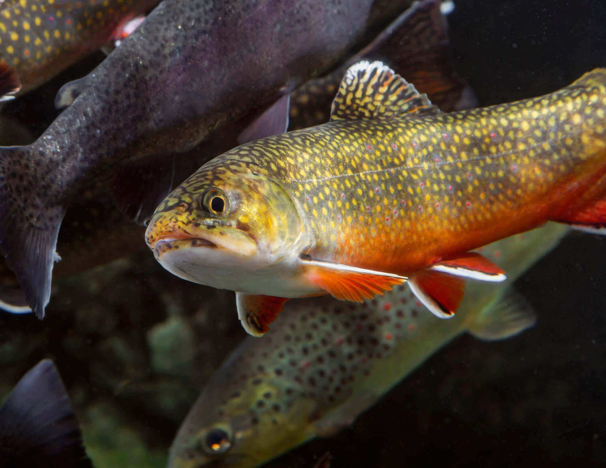 Gatlinburg Trout & Fly Fishing Guide | Elk Springs Resort
