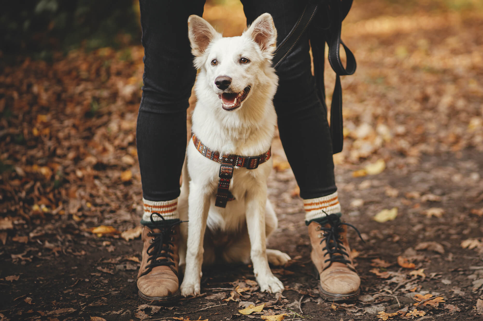 Pet-Friendly Gatlinburg Guide: Eat, Drink, Play, and Stay